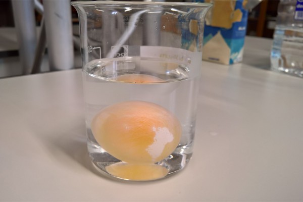 Esperimento di denaturazione proteine dell’uovo e fenomeno di osmosi.
